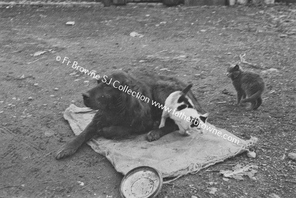 DOG AND CATS PLAYING